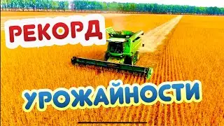 СУЛТАНА - ЭТО ПОХОРОНЫ !!! 
НАШ ЛИЧНЫЙ РЕКОРД УРОЖАЙНОСТИ …