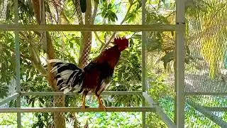 @FighterCockSportBird #quality rooster #chicken breeds in my farm #aseel_thai #vietnamBurma