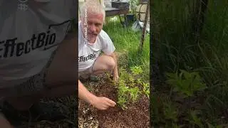 Мульча/кора сосны для гортензий, жимолости, голубики, хвойных, клубники и тп. 