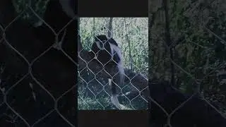 zoo mesh of course it should be Hebmetalmesh  #fencing #animals#zoo #mesh  #enclosure #monkey