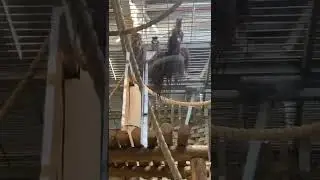Обезьяна орангутанг