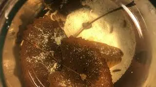 Bowl of Isopods | No Commentary
