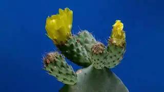 cactus creciendo en fondo azul