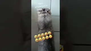 зарплата пришла... #котик #смех #зарплата #