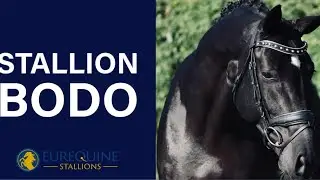 Stallion: Bodo Edi