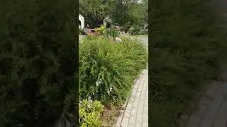 Ошибки садовника-обрезка спиреи