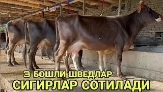 ИЗЗАТИЛЛО ДАН 3 БОШЛИ ШВЕД КОРА СУТЛАРИ КУП 5 ТА  СИГИРЛАР СОТИЛАДИ SOTILADIGON 19 августа 2024 г