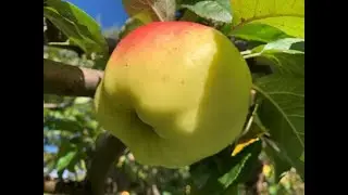 Пригласил на пруд ВРАЧЕЙ ))), запустил ЛИНЯ !