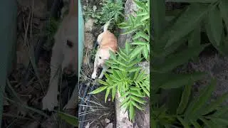 Спряталась у теплицы