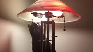 Cat turns the lamp off for me.