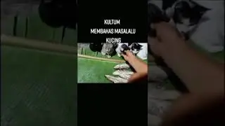 membahas kucing masalalu dan sekaran