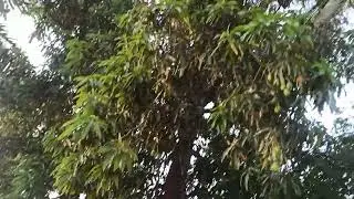 #pvskplantation #views #all #village #indianvillage #bharat (3)