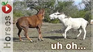 Introducing Two Horses - More Than I Expected!