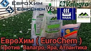 ЭКСПЕРИМЕНТ ЗАВЕРШЁН! Удобрения ЕвроХим(EuroChem) проверяли 50 дней, рисковали 15.000 рассадой. РЕЗ🔥