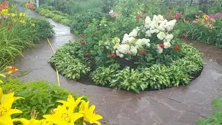 #сад  #дизайнсада  #Волжанка / Волжанка-незаменимое декоративное растение в дизайне сада.