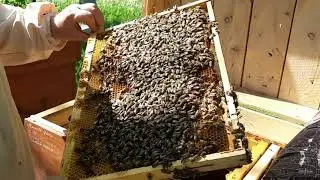 Пчелопакеты из Закарпатья