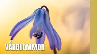 Fotograferar vårblommor med makro.