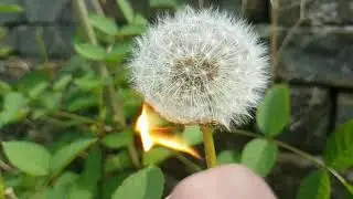 When you spend your day playing guitar and burning things