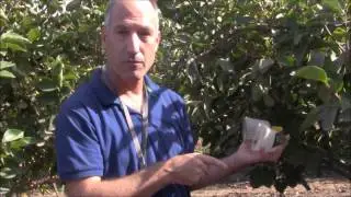 בדיקת פירות ולכידות, שבוע אחרי קטיף, במטע אפרסמון במושב רישפון