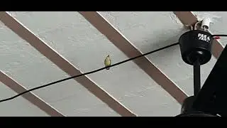 Arrival of a Summer Singing Bird