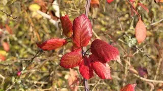 Couleurs d'un bel automne 2021