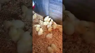 ПОПОЛНЕНИЕ В ХОЗЯЙСТВЕ