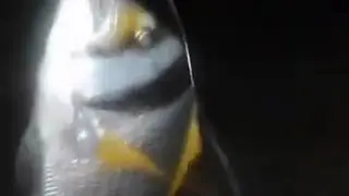 FISHING MUNA TAYO KASAMA ANG TROPA  | BAKUKO BOYZ