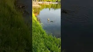 Izmajlovskij park. Измайловский парк. (1)