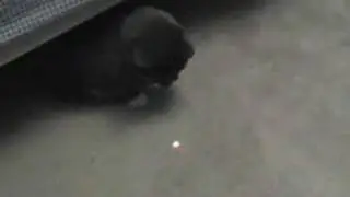 Laser Pointer Cat Tease