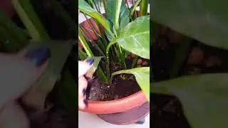 Мой спатифилум или женское счастье. Уход и удобрение.