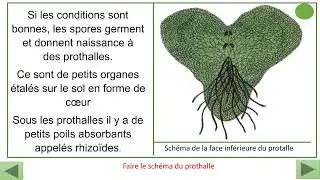 La reproduction sexuée des plantes sans fleurs