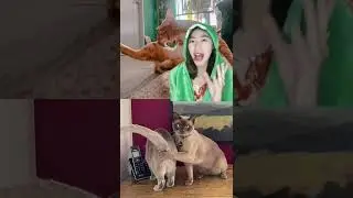 FOTO-FOTO LUCU YANG BIKIN KALIAN GAK NYANGKA