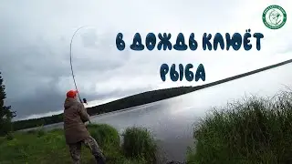 НЕ ОЖИДАЛИ КЛЁВА В ДОЖДЬ! РЫБАЛКА С СЫНОМ НА ПОЛУОСТРОВЕ В ГРОЗУ, ПАПА МЫ УЖЕ ЦЕЛЫЙ САДОК ОТПУСТИЛИ!