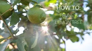 How To: Prune a Lemon Tree