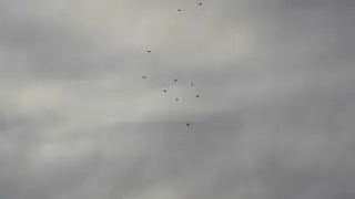 Николаевские голуби. г.Терновка 139.