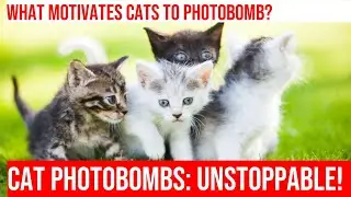 Cats Photobombing: The Art of the Perfect Photo!