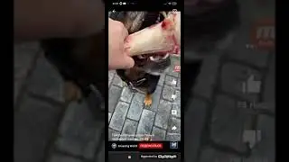 собаке повезло