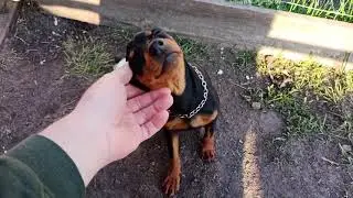 вырасту доберманом стану)))