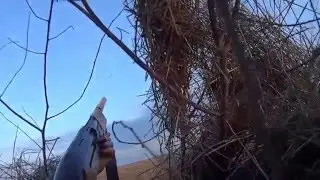 охота на гуся ВЕСНА 2016