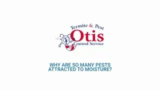 Why Are So Many Pests Attracted to Moisture?