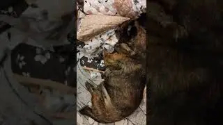 Собачкам 🐕тоже снятся сны....🌈☀️🐕♥️🙏