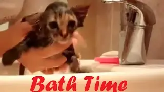 How to Bathe / Wash a Little Kitten