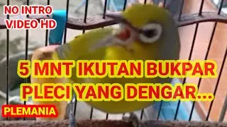 PLECI DAKUN GACOR DOR||DENGAR INI PLECI JENIS LAINYA IKUTAN NYAHUT