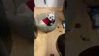 Zuma playing by herself