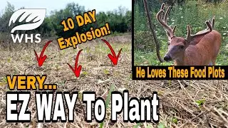 New No Till Food Plot SUCCESS!