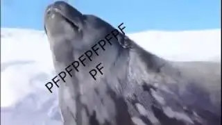 Seal wants eggs and love.