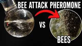 Making a Bee attack pheromone then testing it...