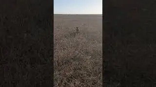 Куропатки, март.