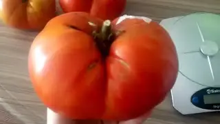 НАСТОЯЩИЙ СИБИРСКИЙ ТОМАТ ВЕЛИКАН