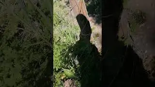 Болиголов и девясил на участке